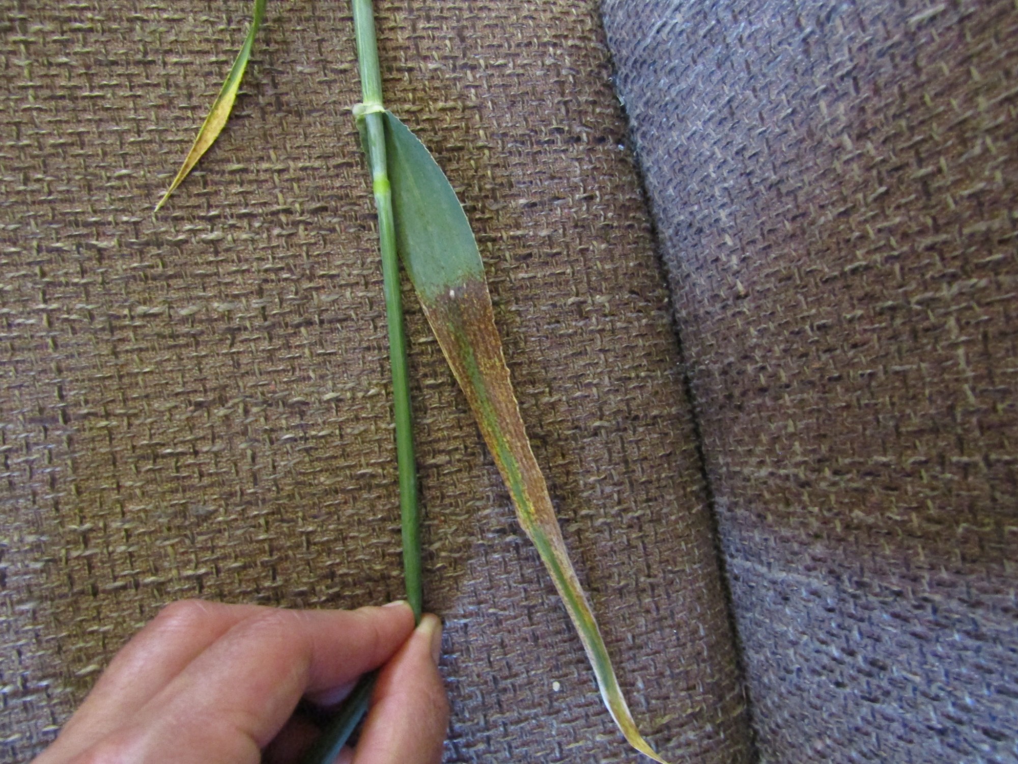 2. kép: Napégés tünete őszi árpán (Szekszárd, 2023. május 25.; Laposa János felvétele)