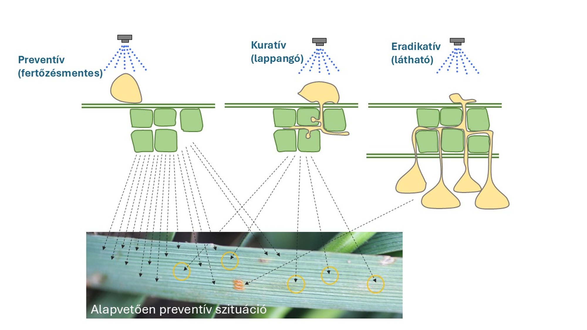 1. ábra: Védekezési időpontok a kórokozó fertőzési helyzete szempontjából