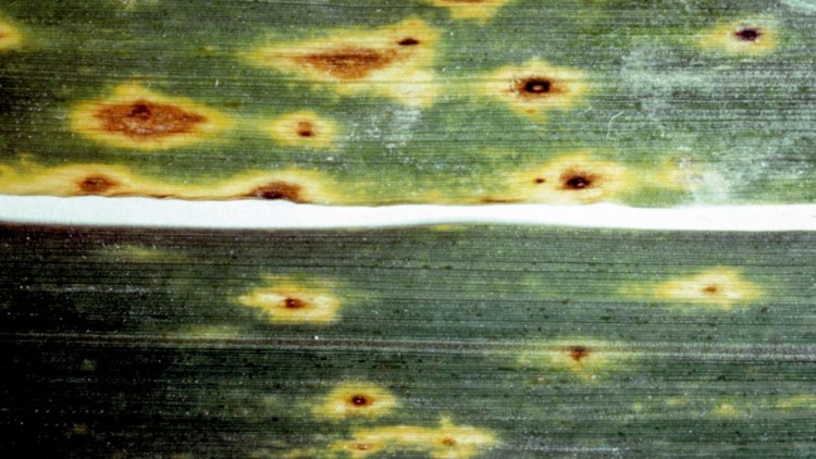 pinworm fürdő