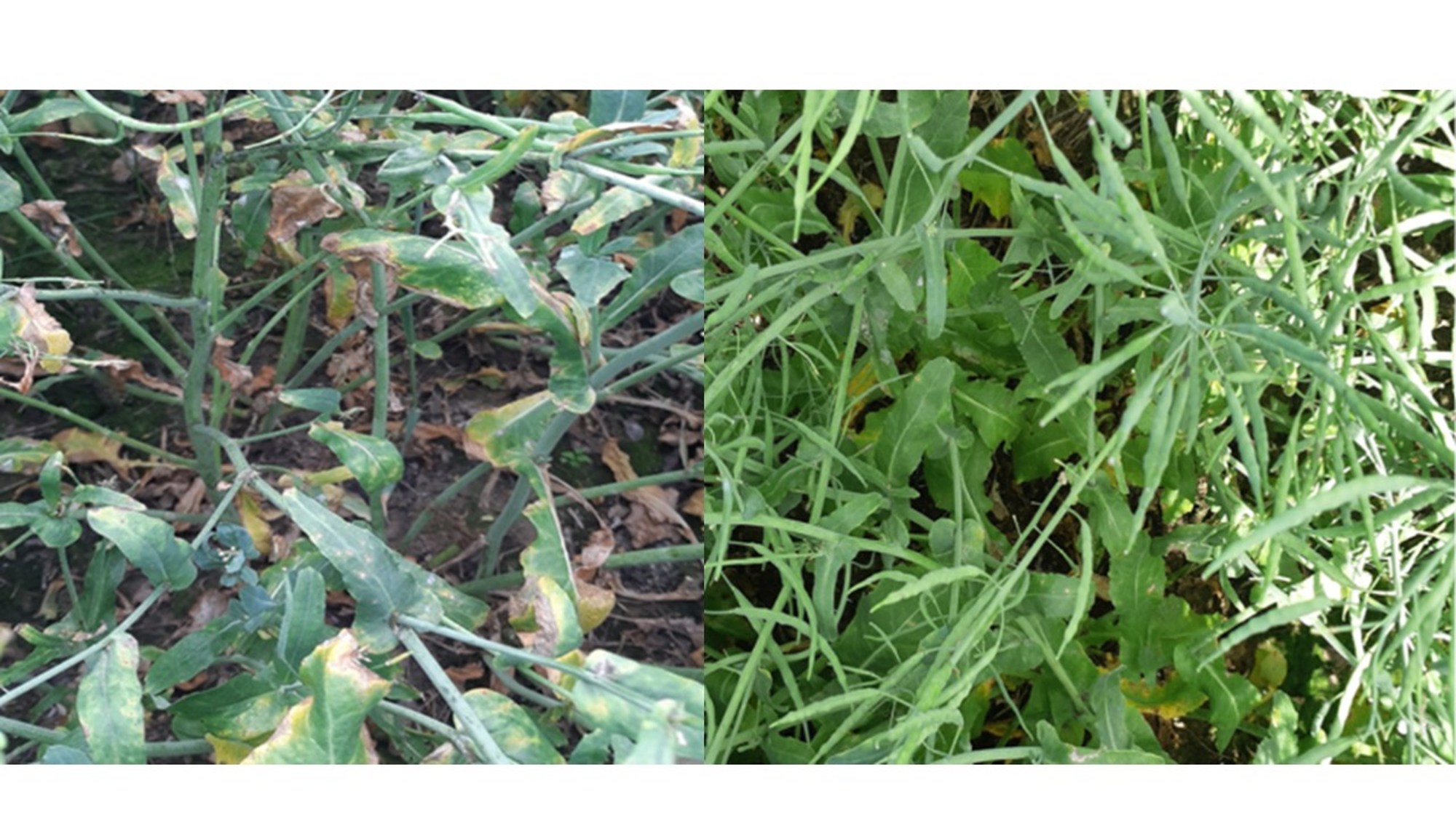 1. kép: Kezeletlen kontroll – bal oldalon, Caramba® Turbo 1 l/ha - jobb oldalon 