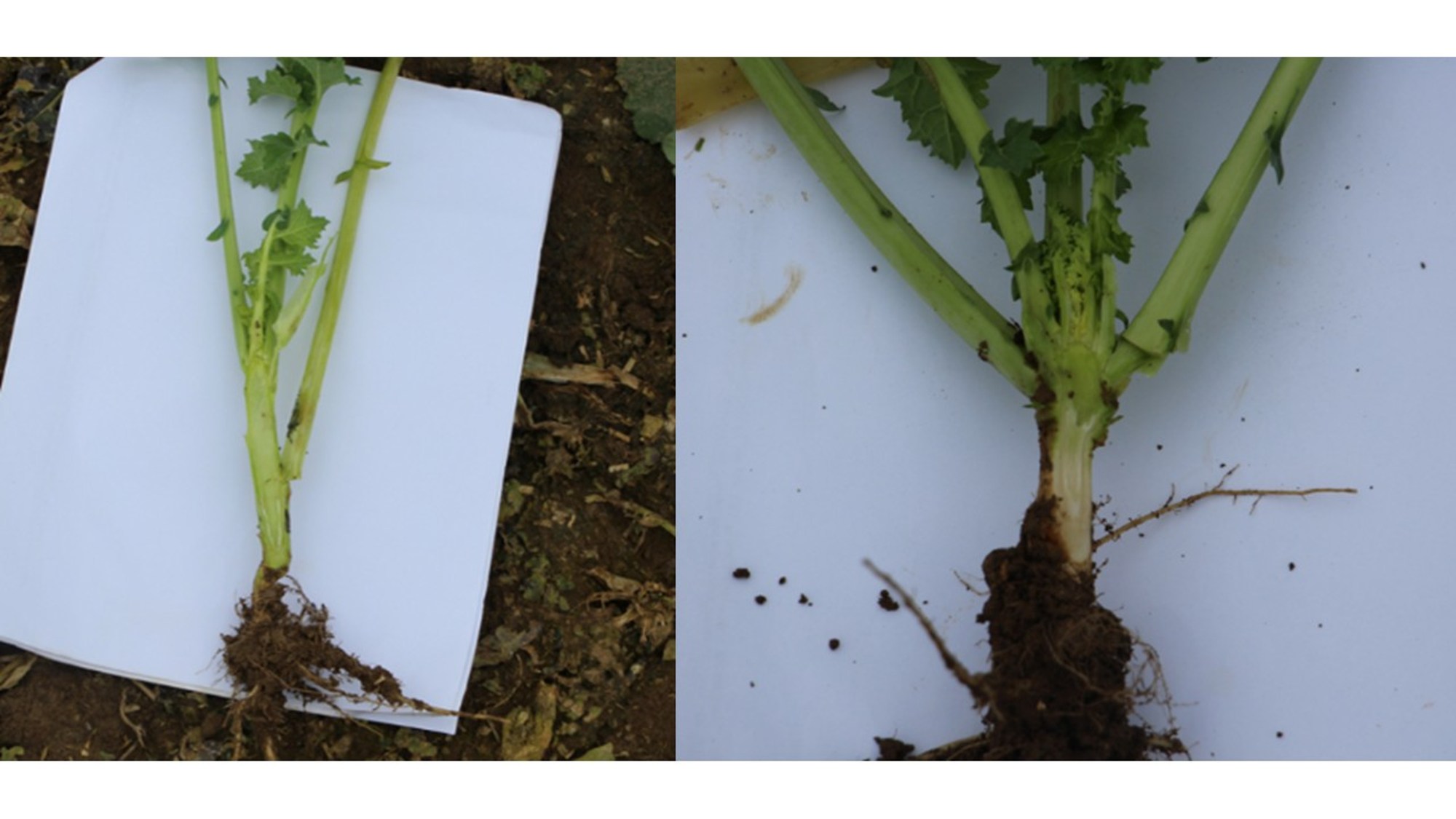 2. kép: Kezeletlen kontroll - bal oldalon, Caramba® Turbo 1 l/ha - jobb oldalon 