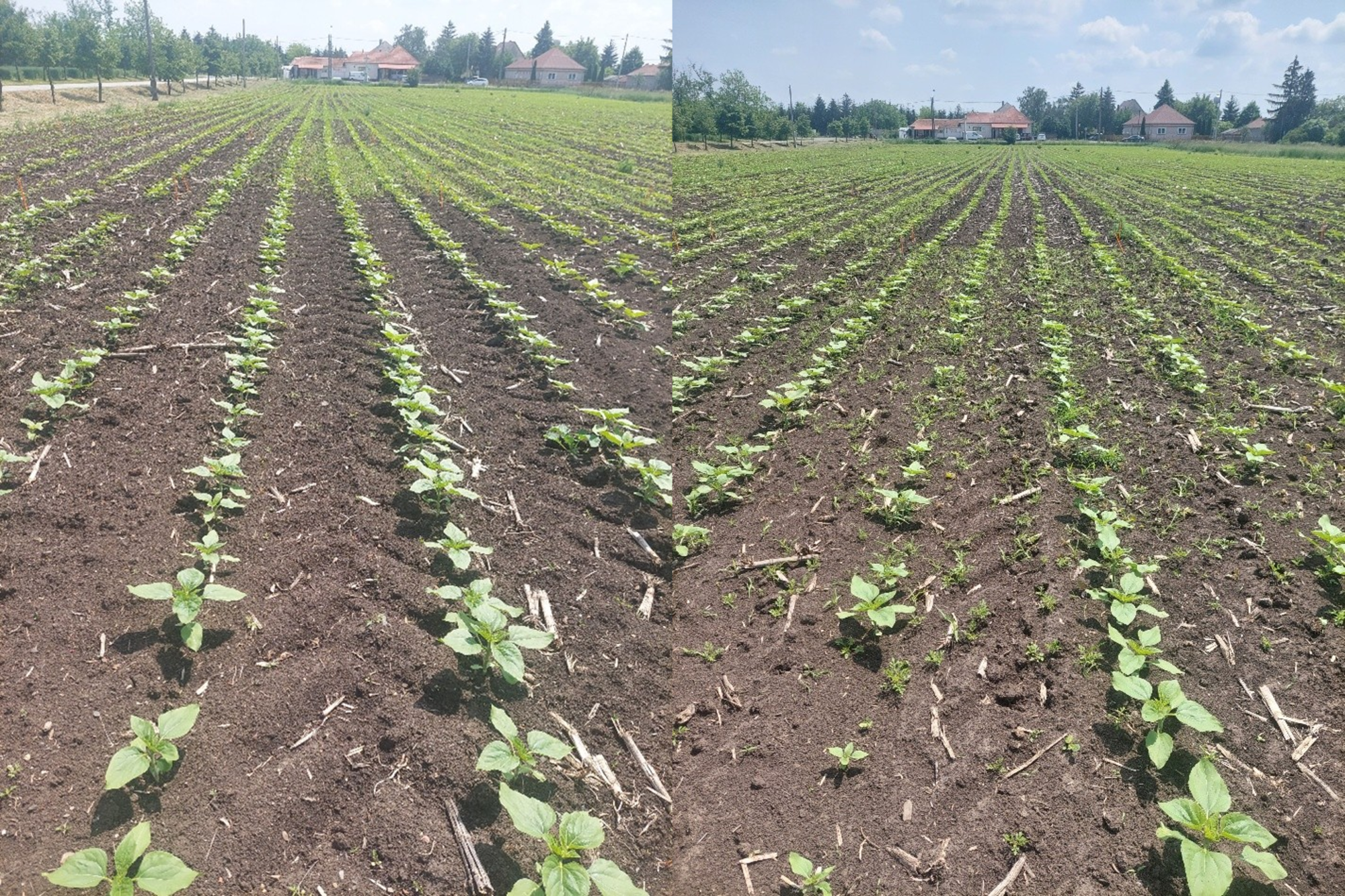 3. kép: Sikeres korai posztemergens gyomirtás Pulsar® Plus 1,6 l/ha (bal oldali kép), 4. kép: Posztemergens gyomirtás még munkában Pulsar® Plus 2,0 l/ha (jobb oldali kép)