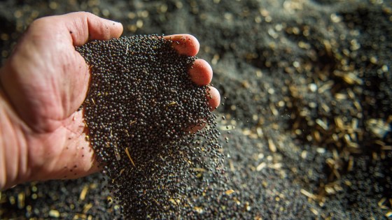 A nevető “negyedik” – a repce biztos helye a vetésforgóban!