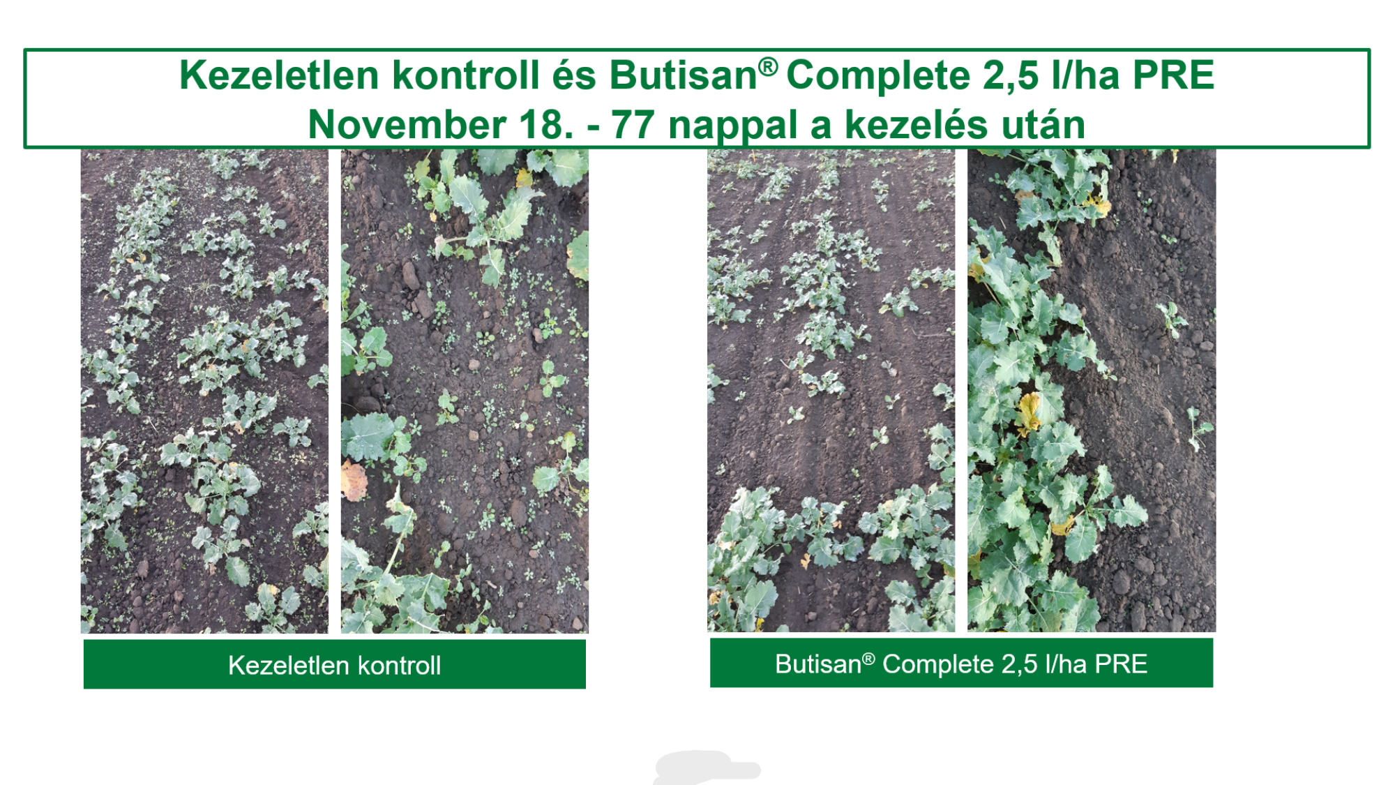 Butisan® Complete-tal kezelt és kezeletlen parcellák gyomviszonyai 77 nappal a kezelést követően 