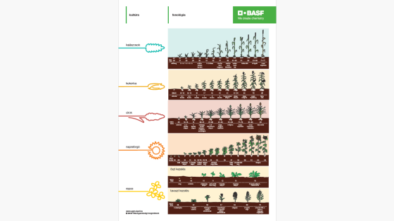Gyakorlati BBCH skála összefoglaló a pontos növényvédelmi kezelésekhez