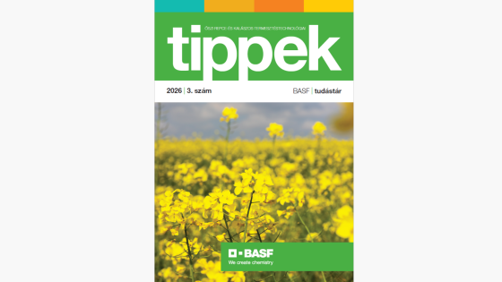 Tippek