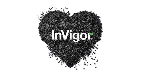 InVigor® repcehibridek – fagyos körülmények között