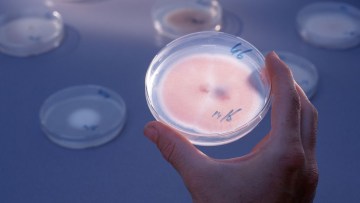 Eredeti formuláció, valódi teljesítmény