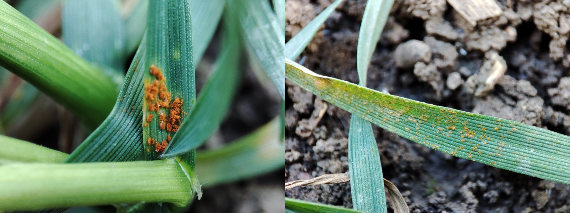 1. kép: Vörösrozsda tünete őszi búza levelén (Csárdaszállás, 2024. március 21.) – bal oldali kép, A sárgarozsda kezdeti rendezetlen, hosszanti csíkozottságú tünetei (Csárdaszállás, 2024. március 11.) – jobb oldali kép