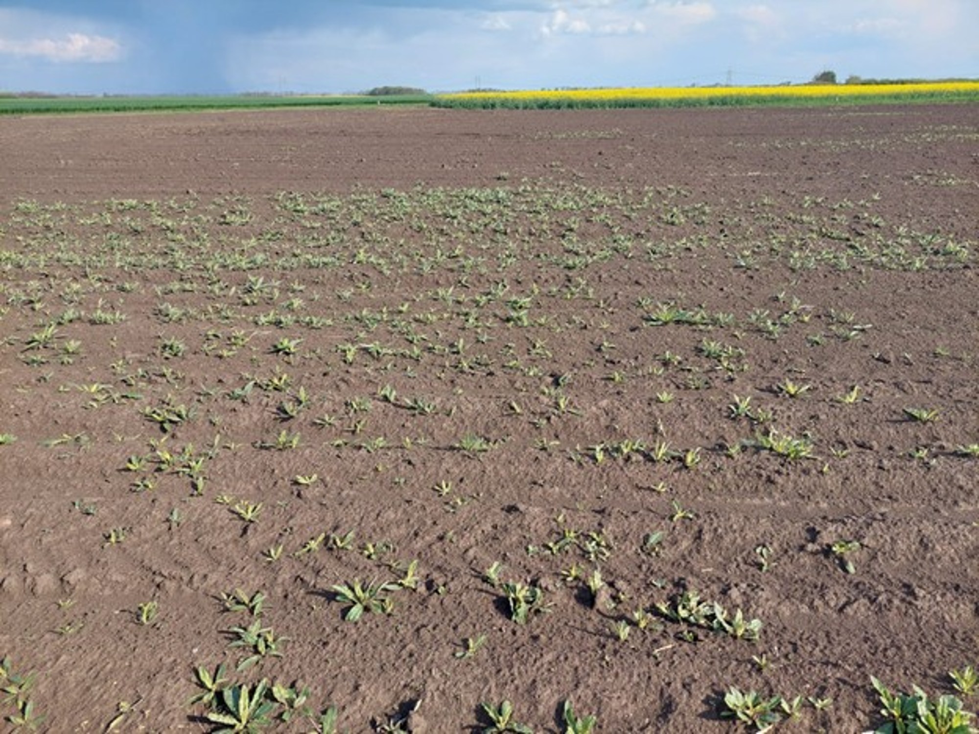 1.kép: Napraforgó kelése előtt pusztuló acatfolt