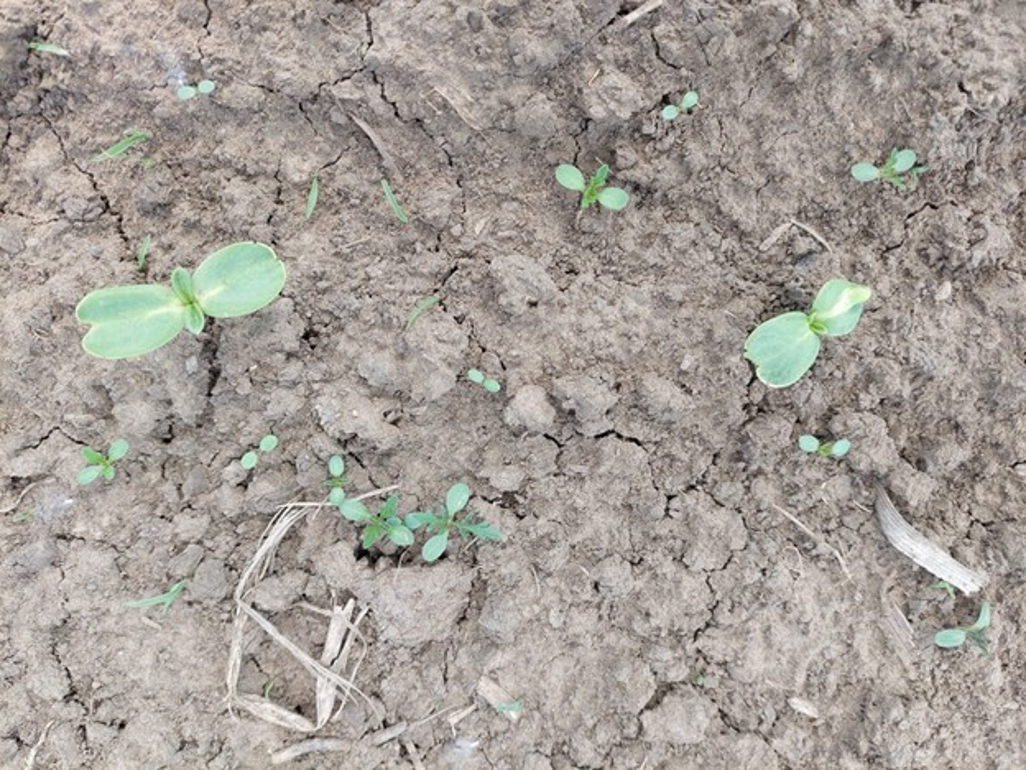 2. kép: Napraforgóval együtt kelő gyomok