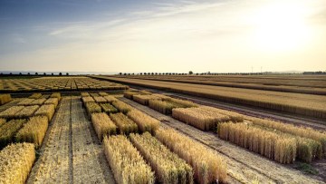 Marton Genetics