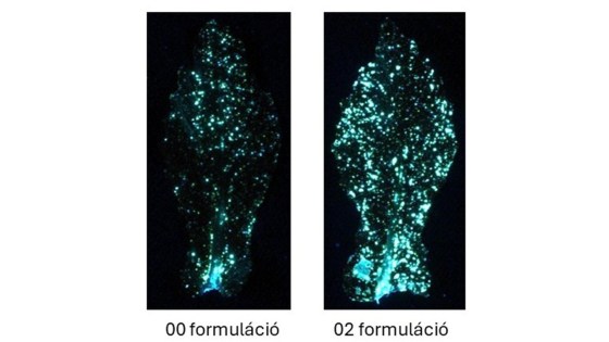 4. ábra: Permetlé-fedettségbeli különbségek őszi káposztarepce levelén a különböző formulációknak megfelelően