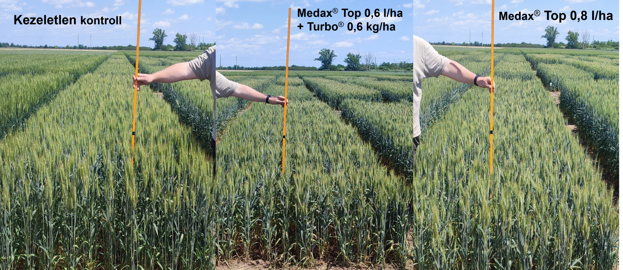 2. ábra: Medax® Top 0,6 l/ha + Turbo® 0,6 kg/ha magasságcsökkentő hatása megegyezik a Medax® Top 0,8 l/ha hatásával (2025. június 4; Csárdaszállás)