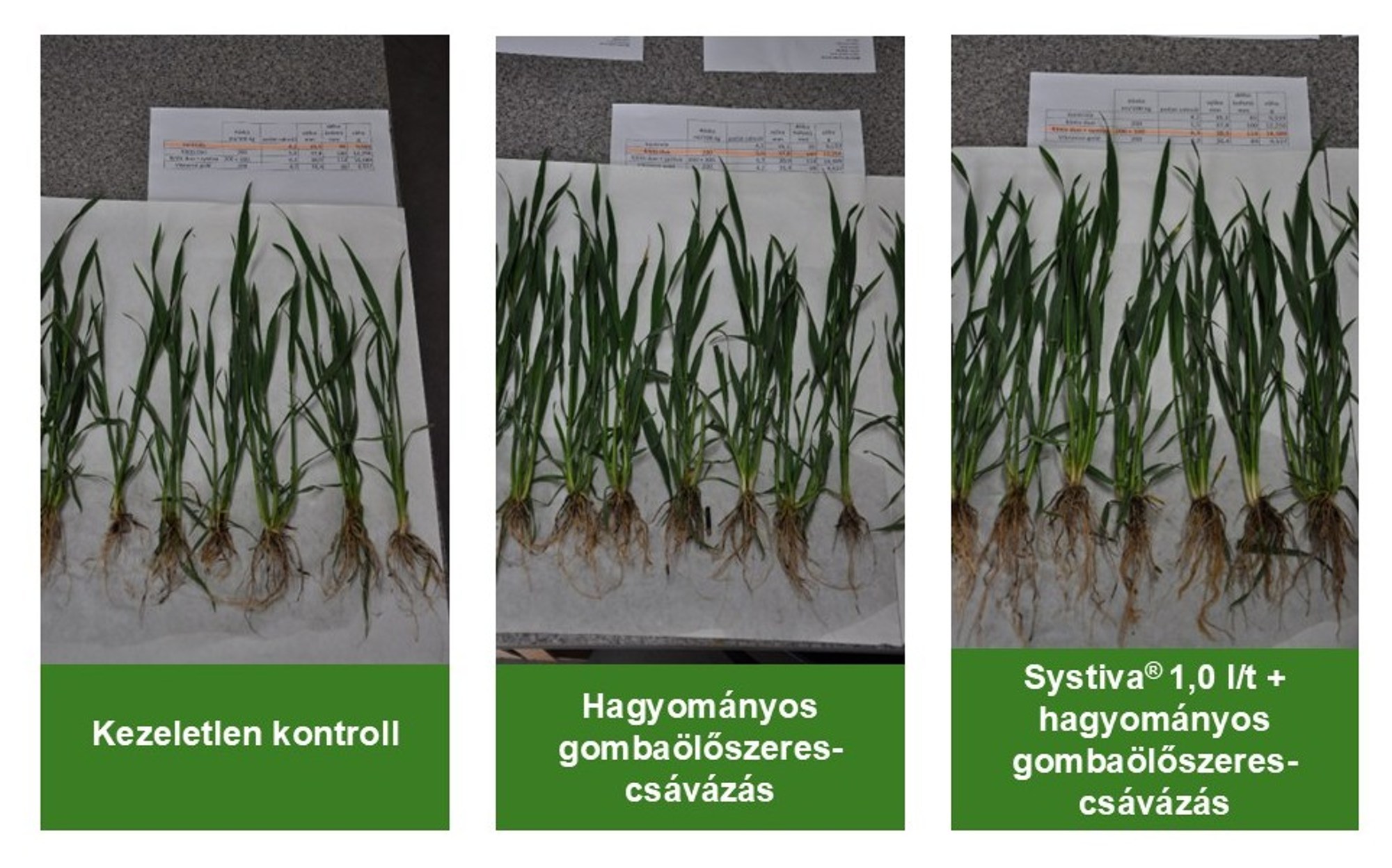 3.ábra: Systiva® hatása a gyökérzetre és a bokrosodásra őszi búzában BASF belső kísérlet, Csehország, Kroměříž, 2017 Felvétel ideje: május 4.